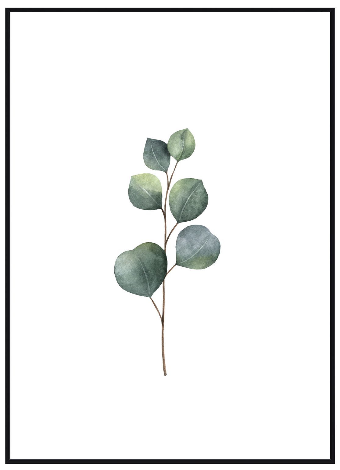 Eucalyptus - Avem