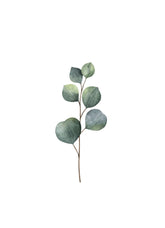 Eucalyptus - Avem