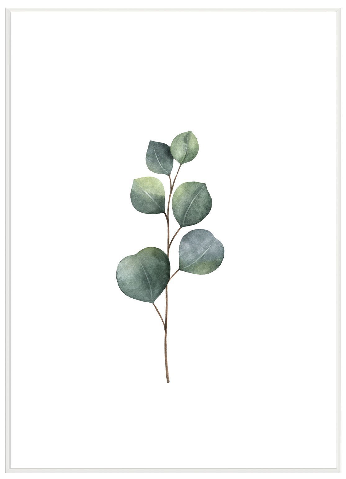 Eucalyptus - Avem