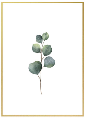 Eucalyptus - Avem