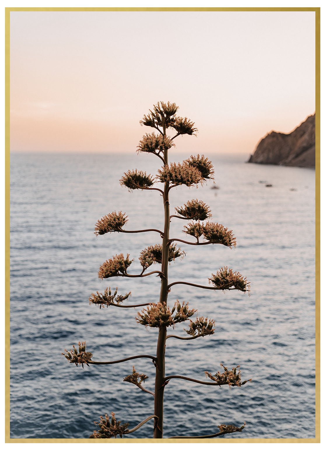 Monterosso al Mare Baum - Avem