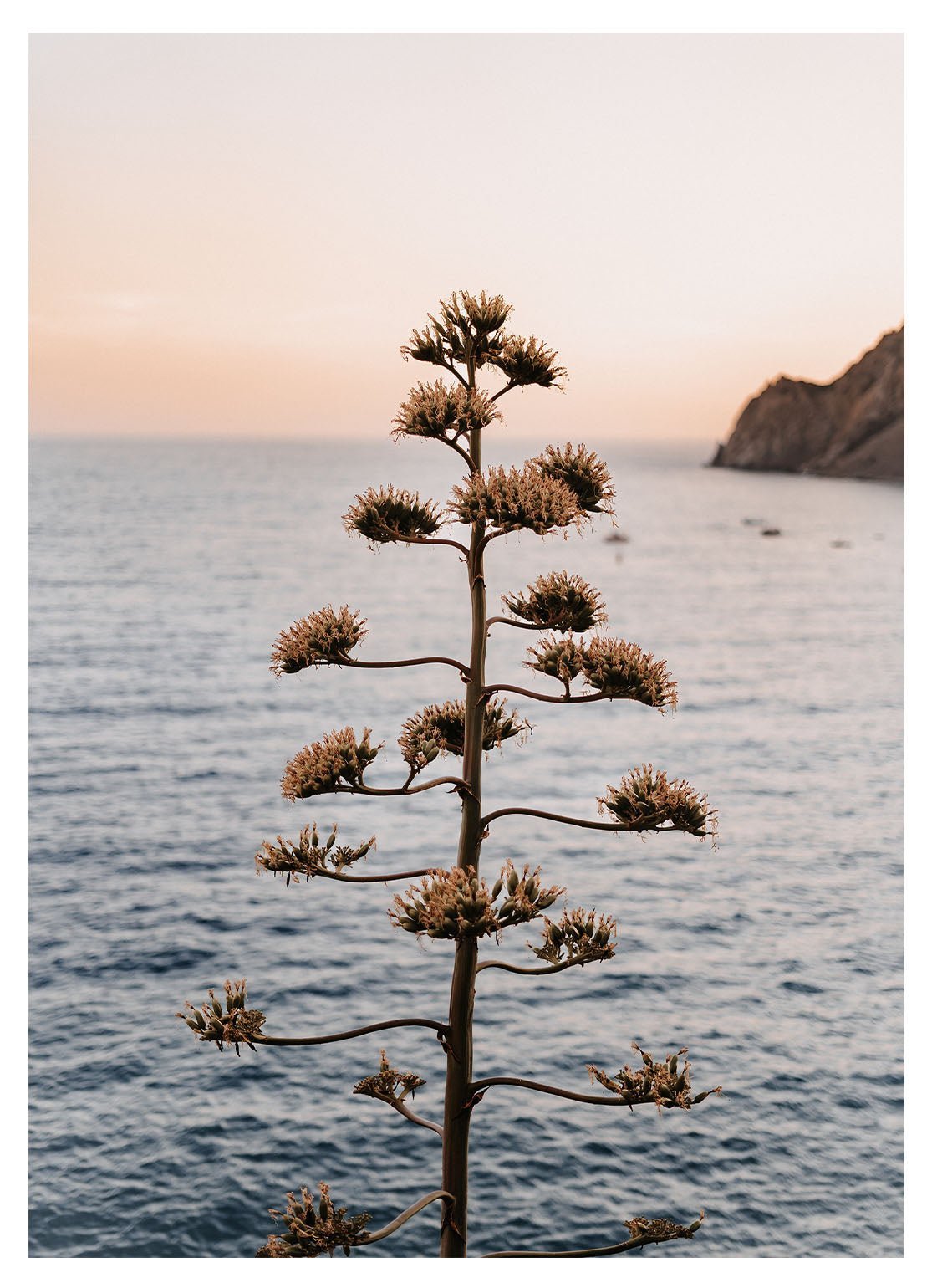 Monterosso al Mare Baum - Avem