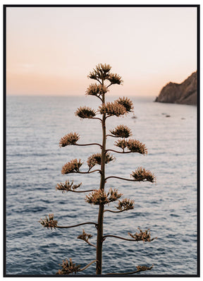 Monterosso al Mare Baum - Avem