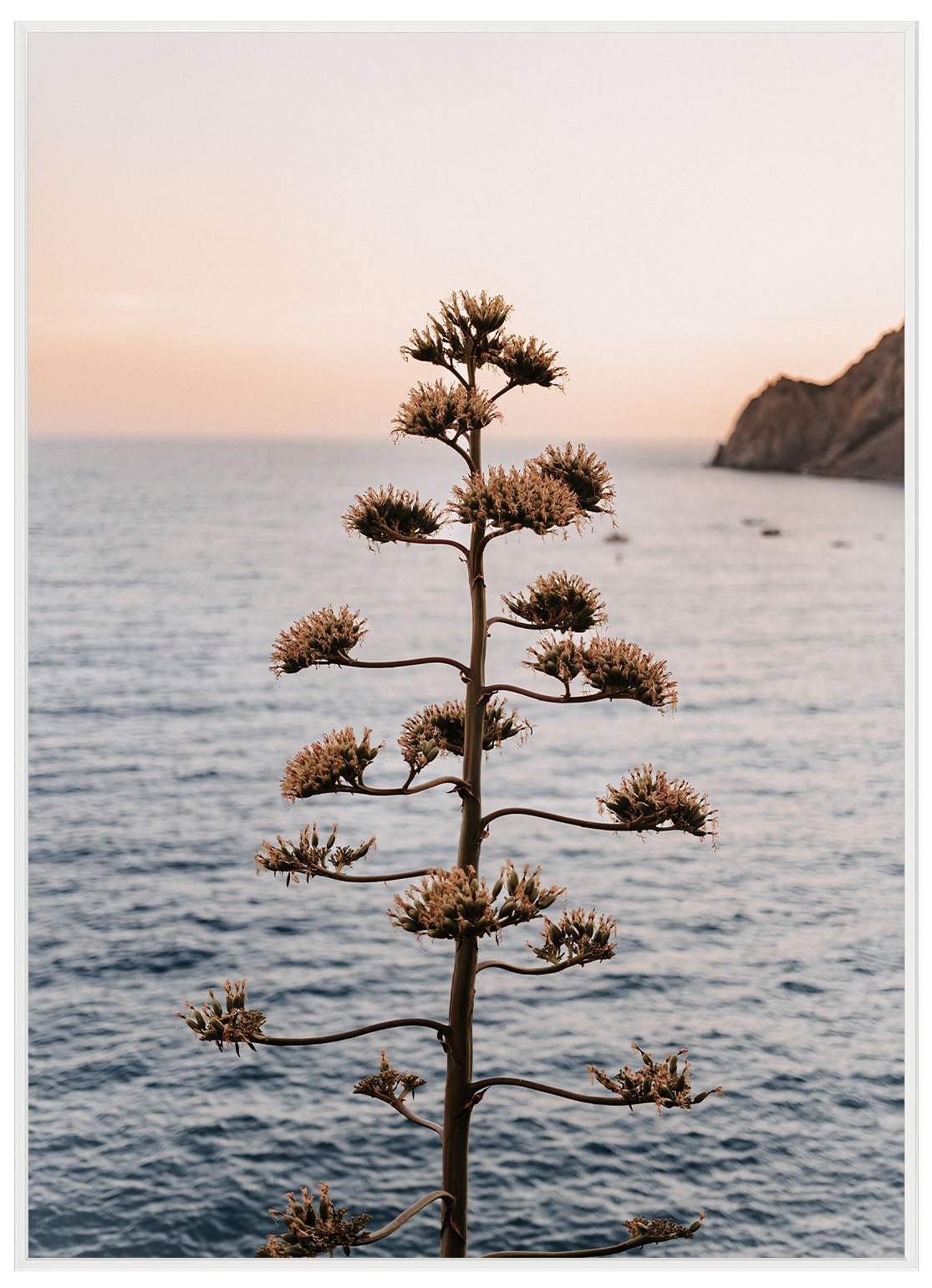 Monterosso al Mare Baum - Avem