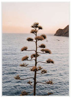 Monterosso al Mare Baum - Avem