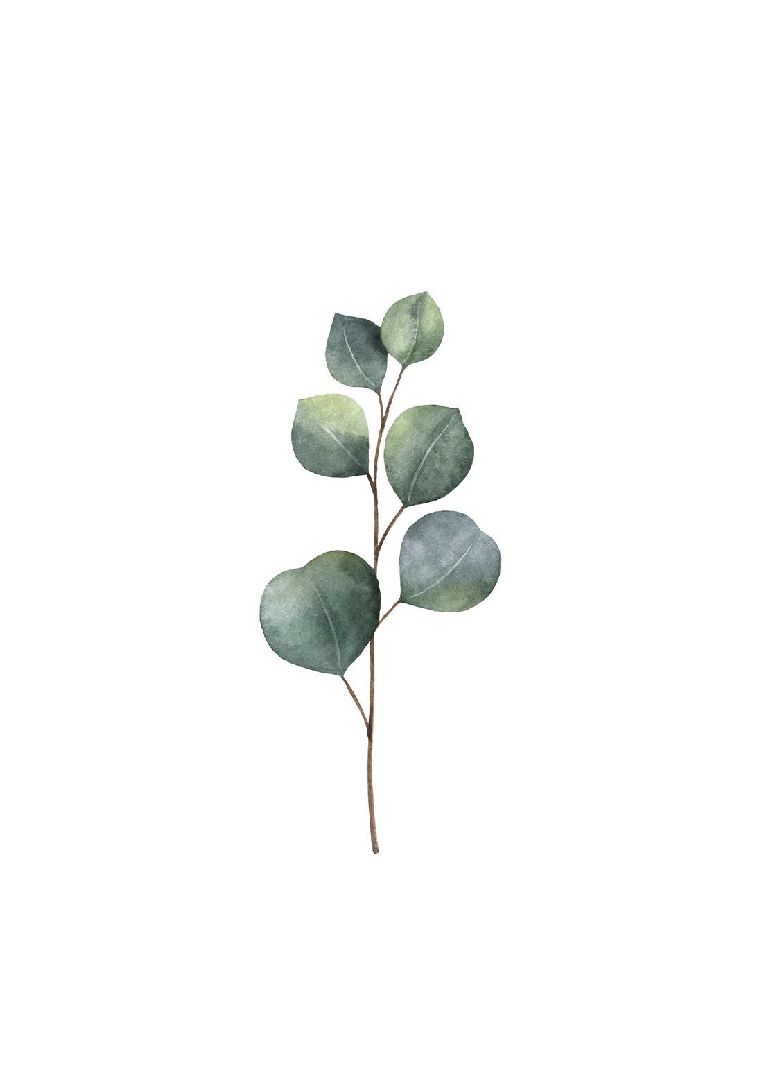 Eucalyptus - Avemfactory